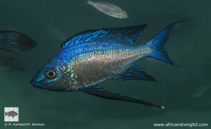 Cyathopharynx sp. 'blue flush' Wampembe